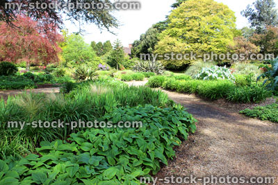 Stock image of park garden, with herbaceous flower border and copper beech tree