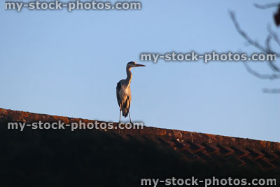 Stock image of grey heron bird standing rooftop, looking for garden ponds / fish