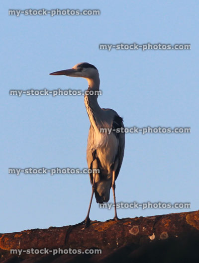 Stock image of grey heron bird standing rooftop, looking for garden ponds / fish