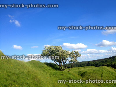 Stock image of green hillside in English countryside, blue sky, old hawthorn tree