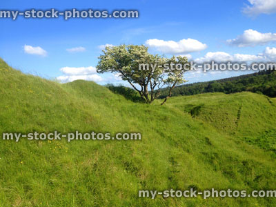 Stock image of green hillside in English countryside, blue sky, old hawthorn tree