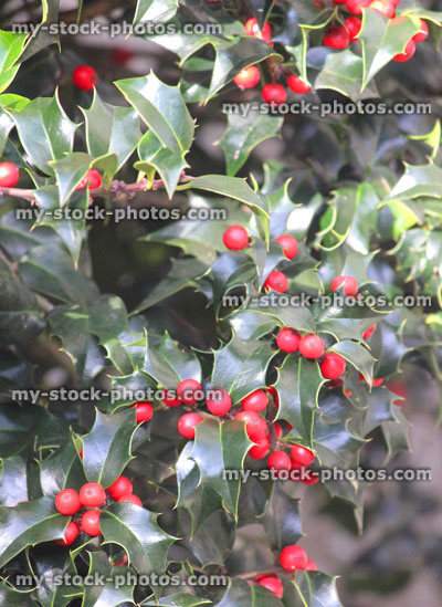 Stock image of European Holly (Ilex aquifolium) green glossy leaves, red berries