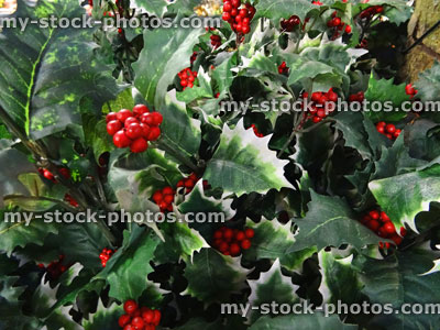 Stock image of plastic green / variegated European holly leaves / red berries (Ilex aquifolium)