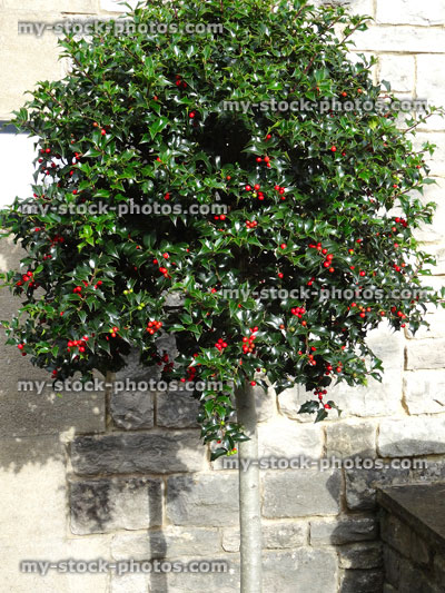 Stock image of standard green European holly leaves and red berries (Ilex aquifolium)