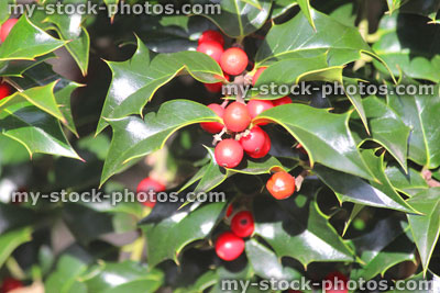 Stock image of glossy green European holly leaves and red berries (Ilex aquifolium)