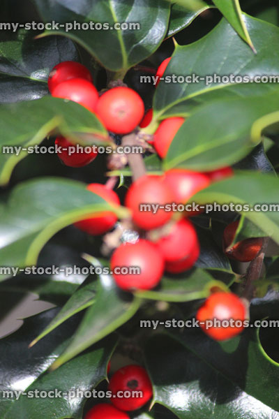 Stock image of European Holly (Ilex aquifolium) green glossy leaves, red berries (close up)