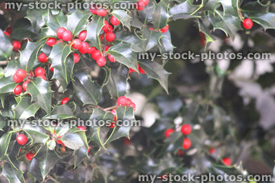 Stock image of glossy green European holly leaves and red berries (Ilex aquifolium)