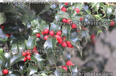 Stock image of European Holly (Ilex aquifolium) green glossy leaves, red berries