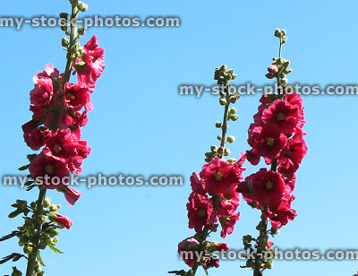 Stock image of tall pink / red hollyhock flowers (Alcea rosea) / biennial