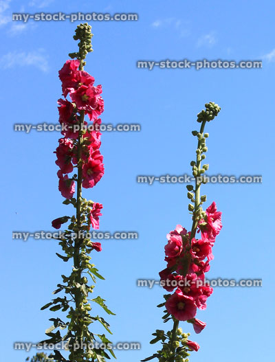 Stock image of tall pink / red hollyhock flowers (Alcea rosea) / biennial
