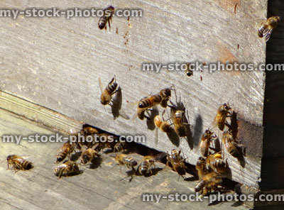 Stock image of honeybees entering wooden beehive / hive, pollen on legs
