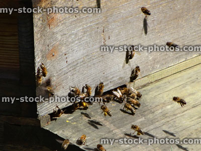 Stock image of honey bees entering wooden beehive with pollen on legs
