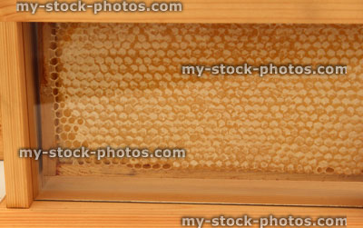 Stock image of honey bee honeycomb plate / hexagonal wax cells, glass cabinet, beekeeping