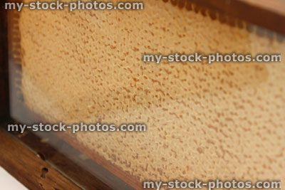 Stock image of honey bee honeycomb plate / hexagonal wax cells, glass cabinet, beekeeping