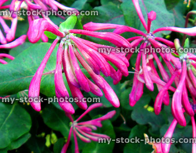 Stock image of fragrant pink honeysuckle flowers (lonicera) on climbing plant