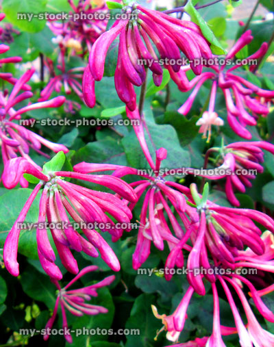 Stock image of fragrant pink honeysuckle flowers (lonicera) on climbing plant