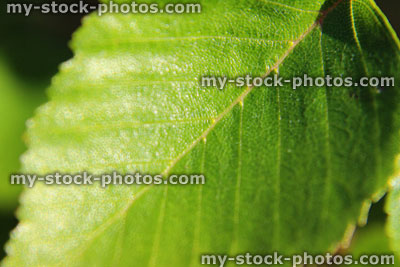 Stock image of Korean hornbeam bonsai leaf / macro photo (Latin: carpinus turczaninowii)