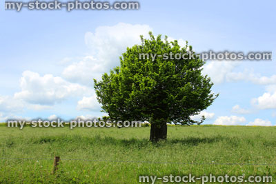 Stock image of single hornbeam tree (carpinus) growing in green field, blue sky