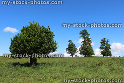 Stock image of short hornbeam tree (carpinus) growing in green field, blue sky