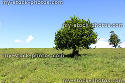 Stock image of short hornbeam tree (carpinus) growing in green field, blue sky