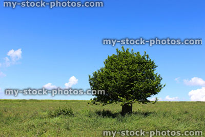 Stock image of single hornbeam tree (carpinus) in green field, blue sky, clouds