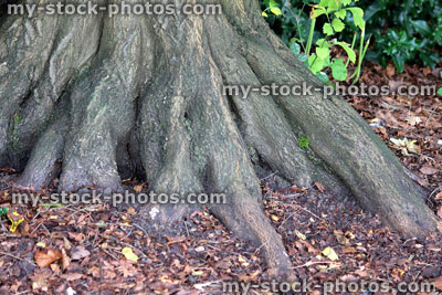 Stock image of common hornbeam tree roots / buttress, carpinus betulus, woodland