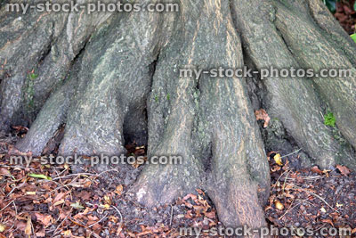 Stock image of common hornbeam tree roots / buttress, carpinus betulus, woodland