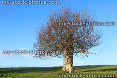 Stock image of short hornbeam tree (carpinus), green field, blue sky, winter, no leaves