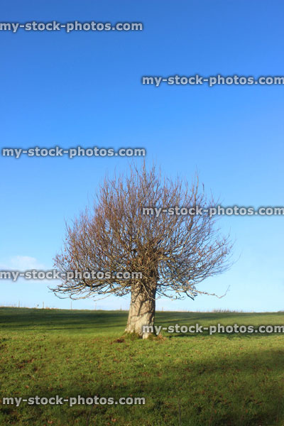 Stock image of short hornbeam tree (carpinus), green field, blue sky, winter, no leaves