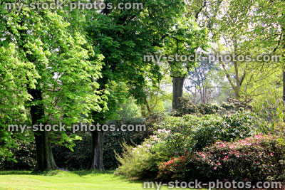 Stock image of garden trees, lawn and azaleas (rhododendrons) in flower