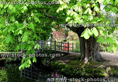 Stock image of horse chestnut (conker tree) by ornamental Japanese bridge 