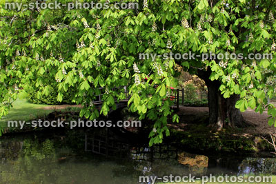 Stock image of horse chestnut (conker tree) with white flowers