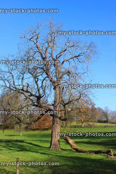 Stock image of conker / horse chestnut tree (aesculus hippocastanum) winter, no leaves, deciduous, storm damaged
