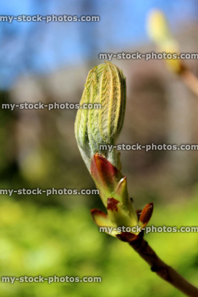 Stock image of sticky bud of a horse chestnut tree