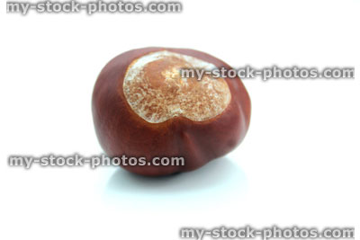 Stock image of ripe brown conker, shiny horse chestnut seed / nut