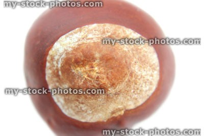 Stock image of ripe brown conker, shiny horse chestnut seed / nut
