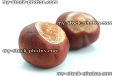 Stock image of ripe brown conkers, shiny horse chestnut seeds / nuts