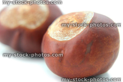 Stock image of ripe brown conkers, shiny horse chestnut seeds / nuts