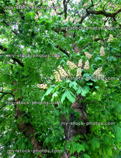Stock image of white flowers on horse chestnut tree (conker tree / Aesculus hippocastanum)