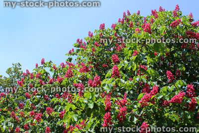 Stock image of red horse chestnut tree flowers (aesculus x carnea)