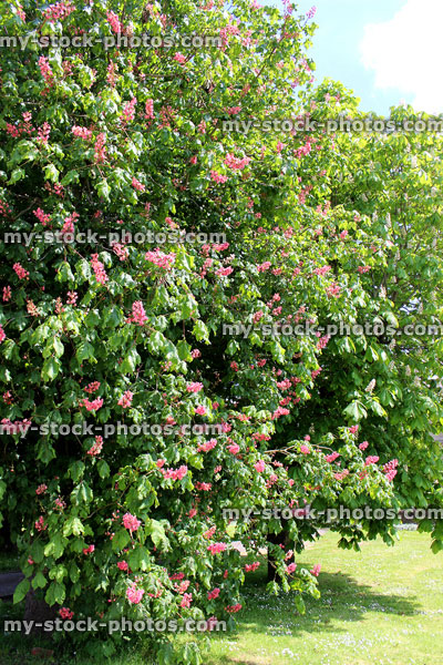 Stock image of horse chestnut trees (aesculus) with red and white flowers