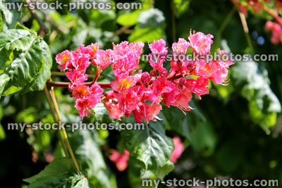 Stock image of red horse chestnut tree flower (aesculus x carnea)