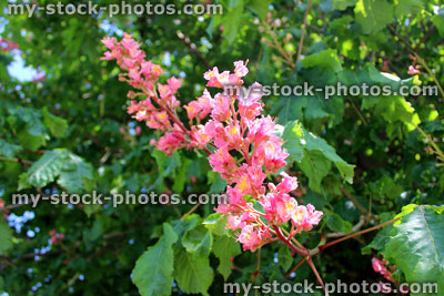 Stock image of red horse chestnut tree flowers (aesculus x carnea)