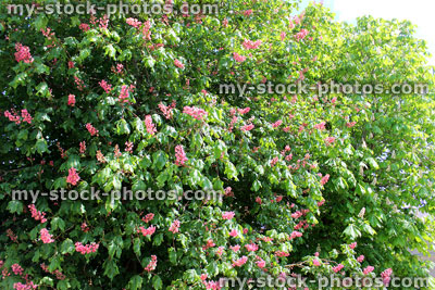 Stock image of horse chestnut trees (aesculus) with red and white flowers