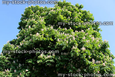 Stock image of horse chestnut tree (aesculus hippocastanum / conker tree) with white flowers
