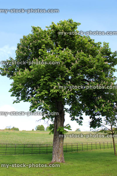 Stock image of single horse chestnut tree (conker / buckeye / aesculus hippocastanum)
