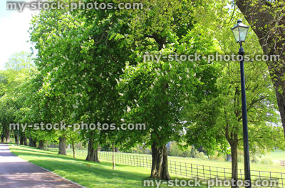 Stock image of old avenue of horse chestnut trees / conker / buckeye / aesculus hippocastanum