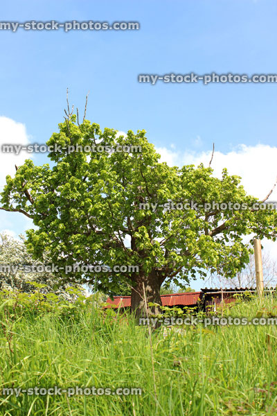 Stock image of horse chestnut tree (conker / buckeye) following storm damage
