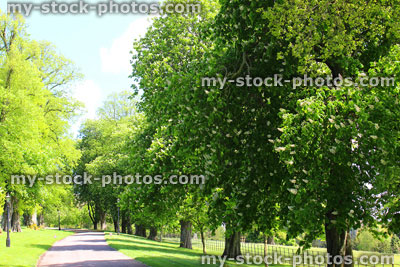 Stock image of old avenue of horse chestnut trees / conker / buckeye / aesculus hippocastanum