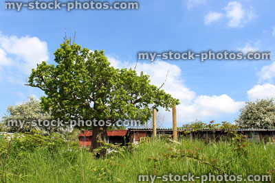 Stock image of horse chestnut tree (conker / buckeye) following storm damage